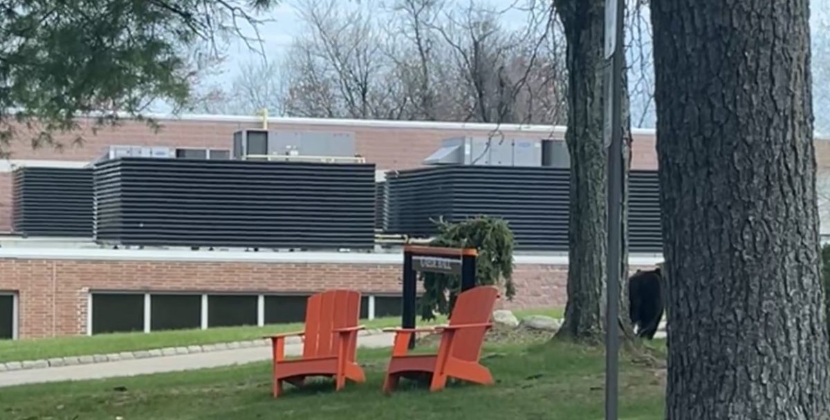 Bear Behind Hamilton Hall
